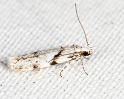 1851 -  White Stripe-backed Moth - Arogalea cristifasciella 