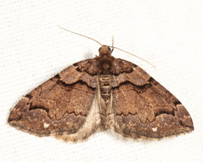 7329 -  Variable Carpet Moth - Anticlea vasiliata 