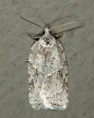 3540 - Black-headed Birch Leaffolder - Acleris placidana