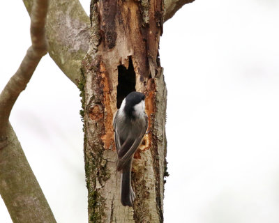  Black-capped Chickadee - Poecile atricapillus 