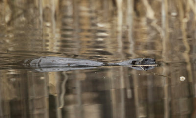North American River Otter - Lontra canadensis 