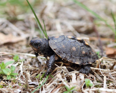 Eastern Box Turtle - Terrapene carolina carolina