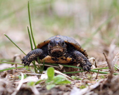 Eastern Box Turtle - Terrapene carolina carolina