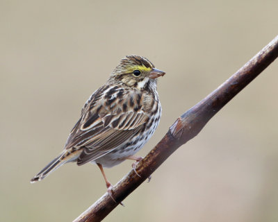 Savannah Sparrow - Passerculus sandwichensis