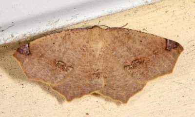 6987 - Variable Antepione Moth - Antepione thisoaria