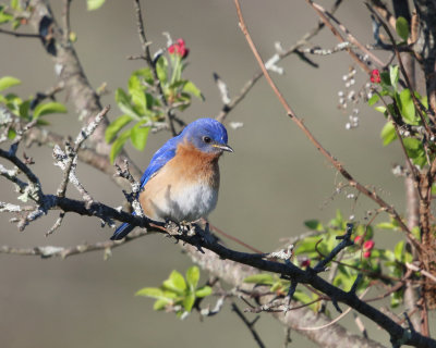 Eastern Bluebird - Sialia sialis