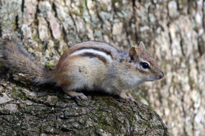 Eastern Chipmunk - Tamias striatus