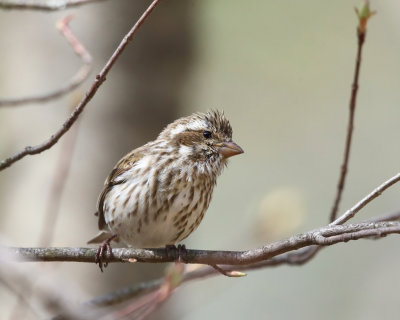 Purple Finch - Haemorhous purpureus