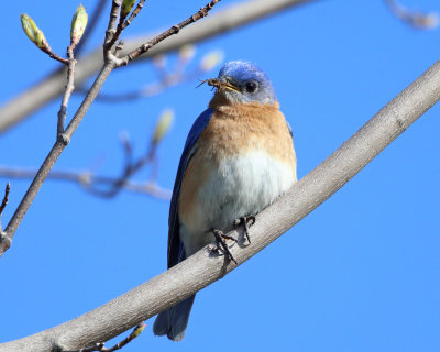 Eastern Bluebird - Sialia sialis