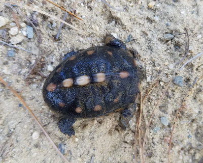 Eastern Box Turtle - Terrapene carolina carolina