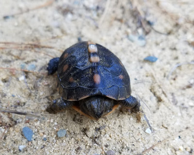 Eastern Box Turtle - Terrapene carolina carolina
