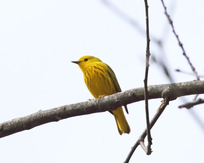  Yellow Warbler - Setophaga petechia 