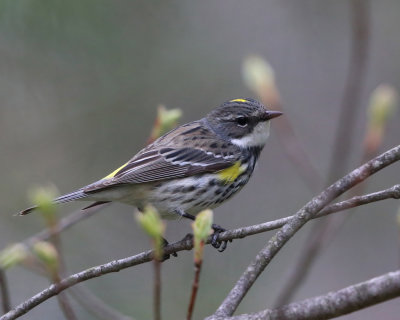 Yellow-rumped Warbler - Setophaga coronata