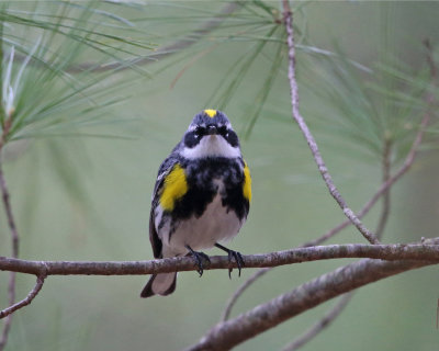 Yellow-rumped Warbler - Setophaga coronata