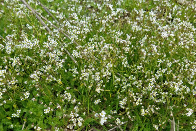 Common Whitlowgrass - Draba verna