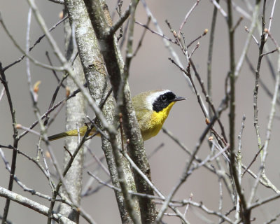  Common Yellowthroat - Geothlypis trichas 