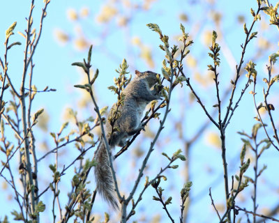 Eastern Gray Squirrel - Sciurus carolinensis 