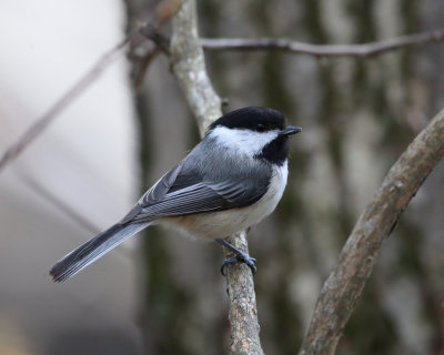 Black-capped Chickadee - Poecile atricapilla