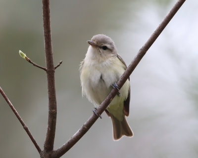  Warbling Vireo - Vireo gilvus 