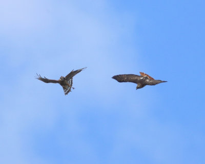 Red-shouldered and Red-tailed Hawk Hawk fight