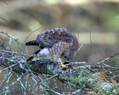 Broad-winged Hawk - Buteo platypterus