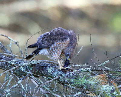 Broad-winged Hawk - Buteo platypterus