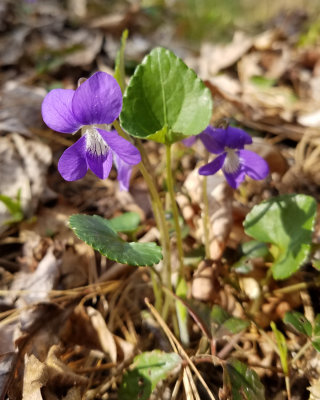  Violets Genus Viola 