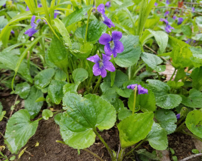 Common Blue Violet - Viola sororia 