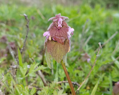 Red Deadnettle - Lamium purpureum 