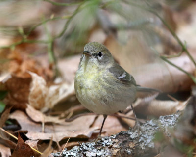 Pine Warbler - Setophaga pinus (female)