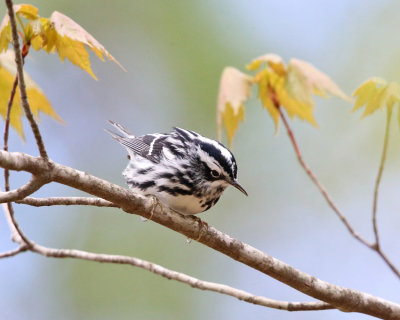 Black-and-white Warbler - Mniotilta varia