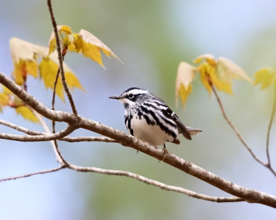 Black-and-white Warbler - Mniotilta varia