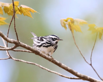 Black-and-white Warbler - Mniotilta varia