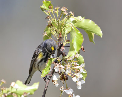 Yellow-rumped Warbler - Setophaga coronata