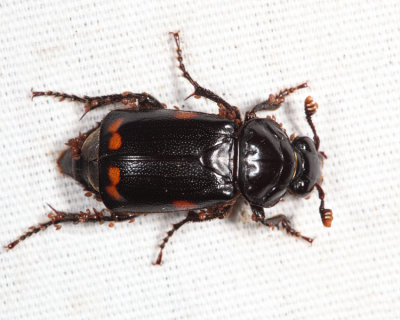 Pustulated Carrion Beetle - Nicrophorus pustulatus