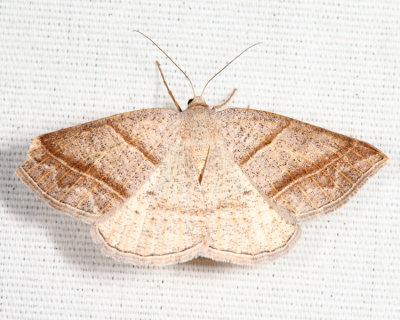 6804 - Northern Petrophora - Petrophora subaequaria