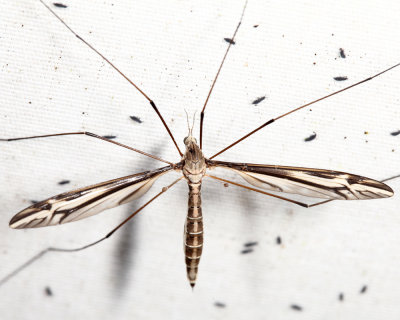 Tipula furca