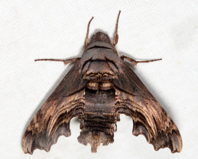 7870 - Abbott's Sphinx - Sphecodina abbottii