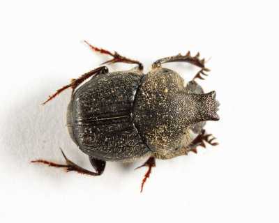 Scooped Scarab - Onthophagus hecate