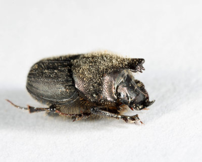 Scooped Scarab - Onthophagus hecate