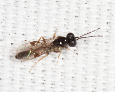 Ichneumonidae - Tersilochinae