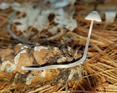 Mycena sp. (possibly M. inclinata)