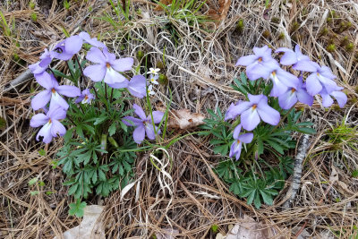 Bird's Foot Violet - Viola pedata