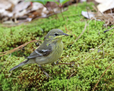 Pine Warbler - Setophaga pinus