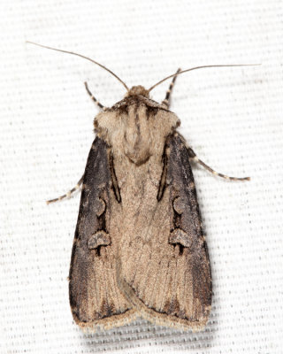 10659 - Voluble Dart - Agrotis volubilis