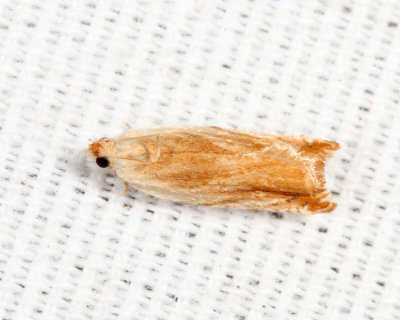 3370 - Sycamore Leaffolder - Ancylis platanana