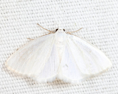 6667 - White Spring Moth - Lomographa vestaliata