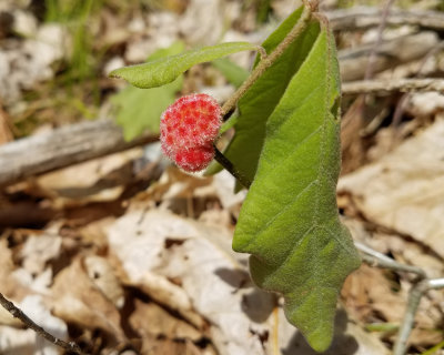 Wool Sower Gall Wasp - Callirhytis seminator