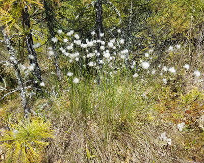 Tussock Cottongrass - Eriophorum vaginatum