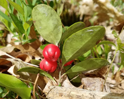 Eastern Teaberry - Gaultheria procumbens